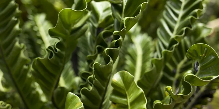 How to Care for a Bird's Nest Fern