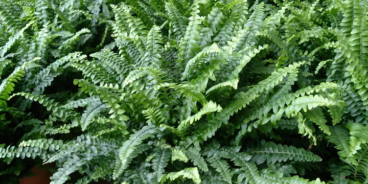 How to Care for a Boston Fern