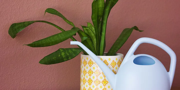 How to Bottom Water Houseplants (and Why It Works Better for Some Plants)