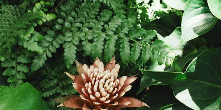 How to Care for a Bromeliad