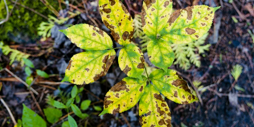 Why Are My Houseplant's Leaves Turning Brown?