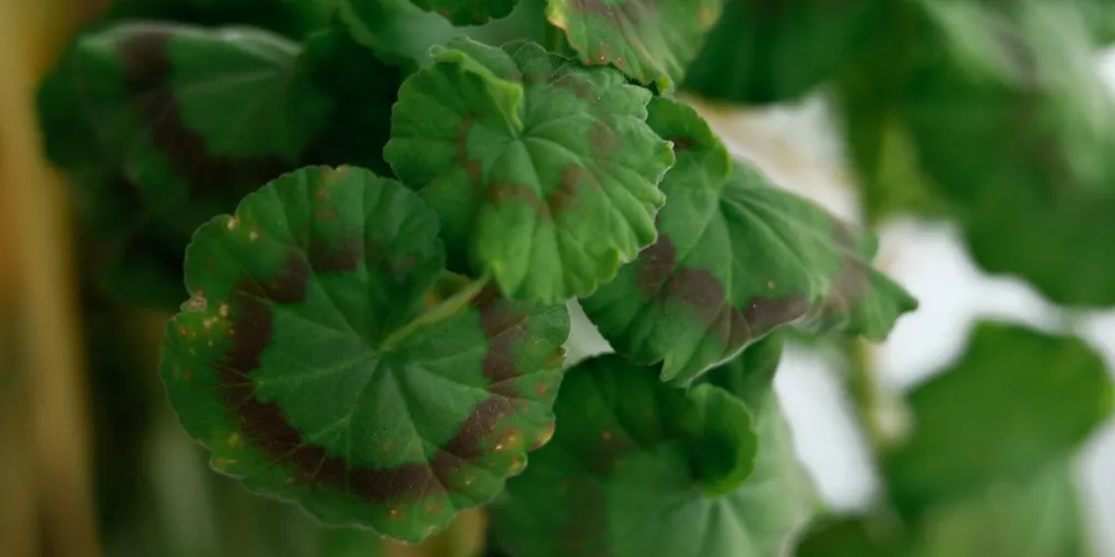 Why Does My Houseplant Have Brown Spots on Its Leaves?