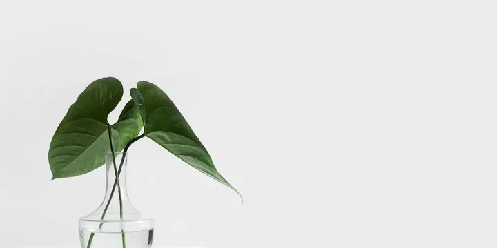 Best Budget-Friendly Houseplants for Beginners