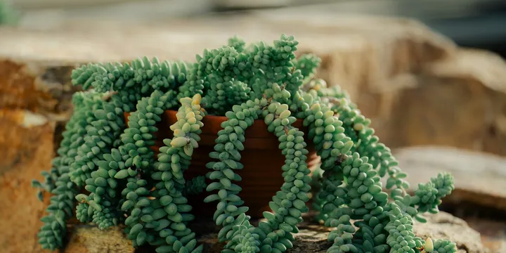 How to Care for a Burro's Tail
