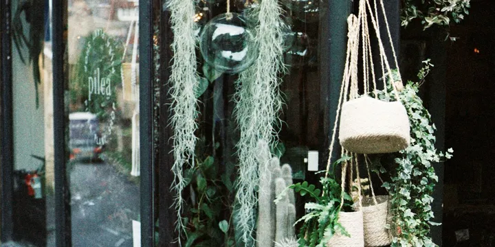 What to Check Before Buying a Houseplant at the Store
