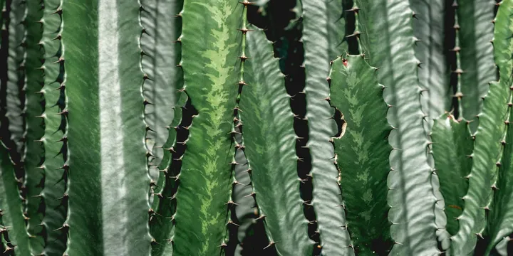 Why Is My Cactus Turning Soft and Brown?
