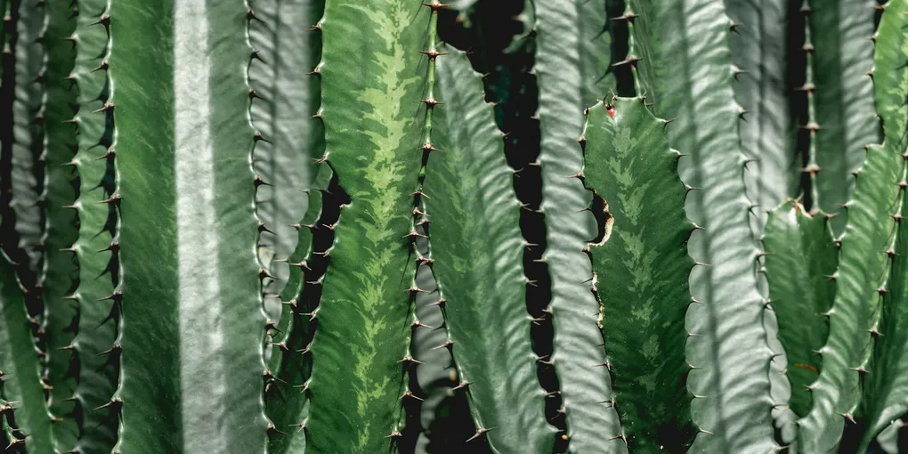 Why Is My Cactus Turning Soft and Brown?