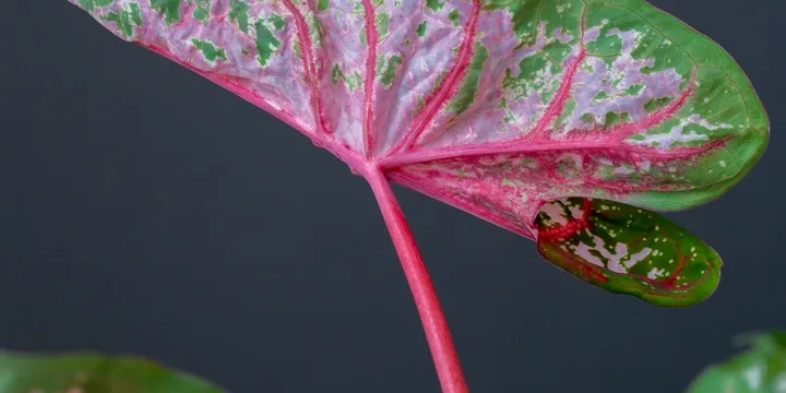 How to Care for a Caladium