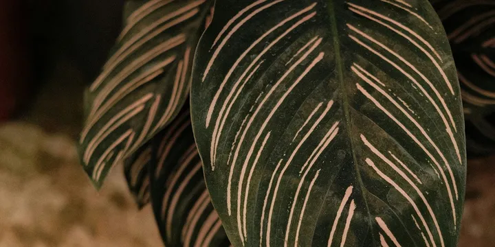 How to Care for a Calathea