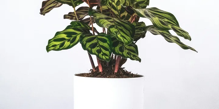 How to Care for a Calathea Makoyana (Peacock Plant)