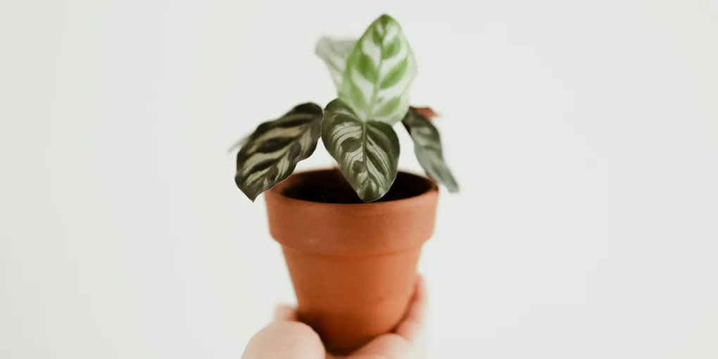 How to Care for a Calathea Orbifolia