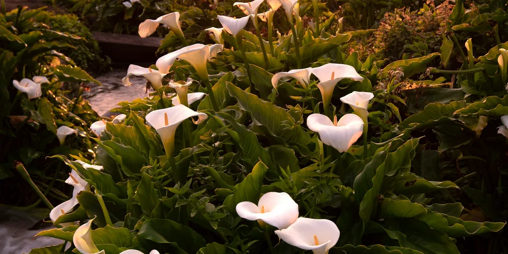 How to Care for a Calla Lily