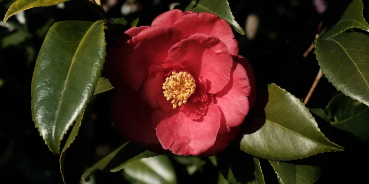 How to Care for a Camellia