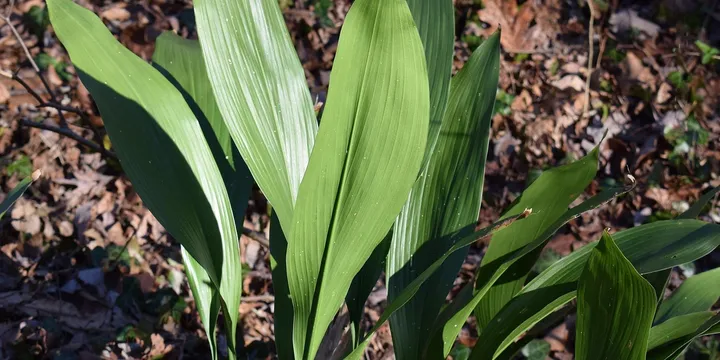 How to Care for a Cast Iron Plant