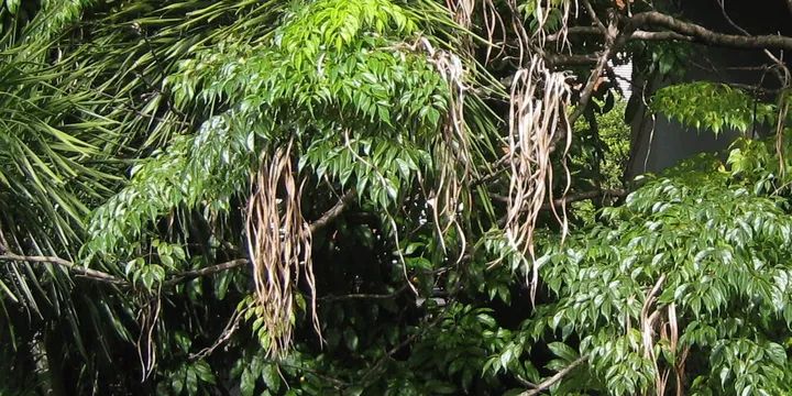 How to Care for a China Doll Plant