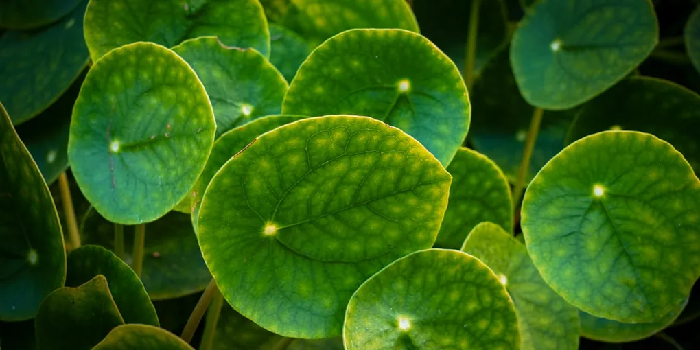 How to Care for a Chinese Money Plant