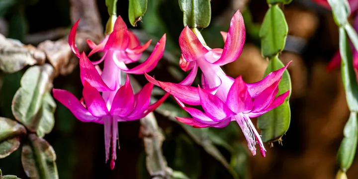 How to Care for a Christmas Cactus