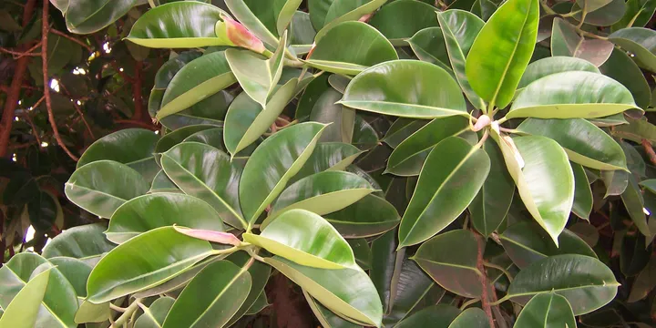 How to Clean Houseplant Leaves (and Why It Matters)