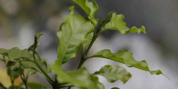 How to Care for a Coffee Plant