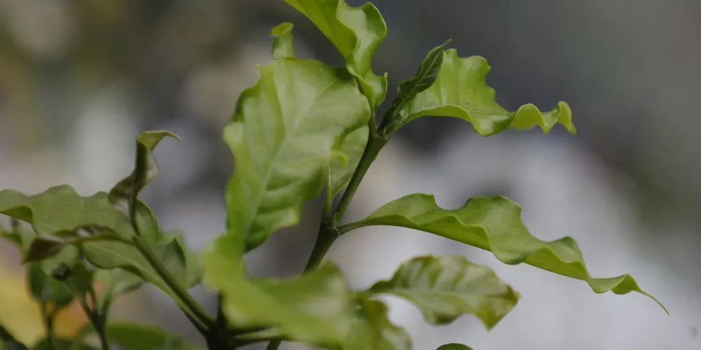How to Care for a Coffee Plant