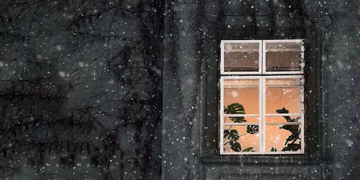 How to Protect Houseplants During a Cold Snap or Power Outage
