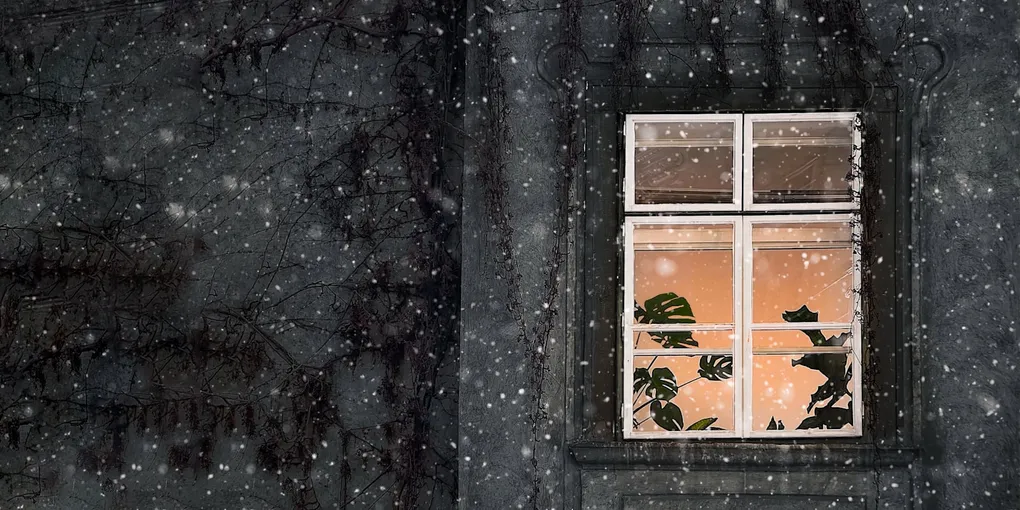 How to Protect Houseplants During a Cold Snap or Power Outage