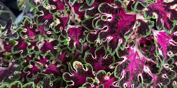 How to Care for a Coleus