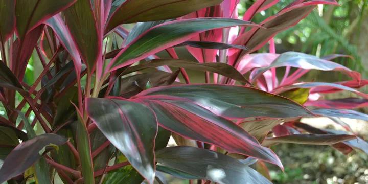 How to Care for a Cordyline (Ti Plant)