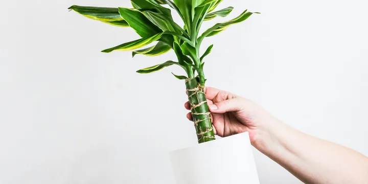 How to Care for a Corn Plant