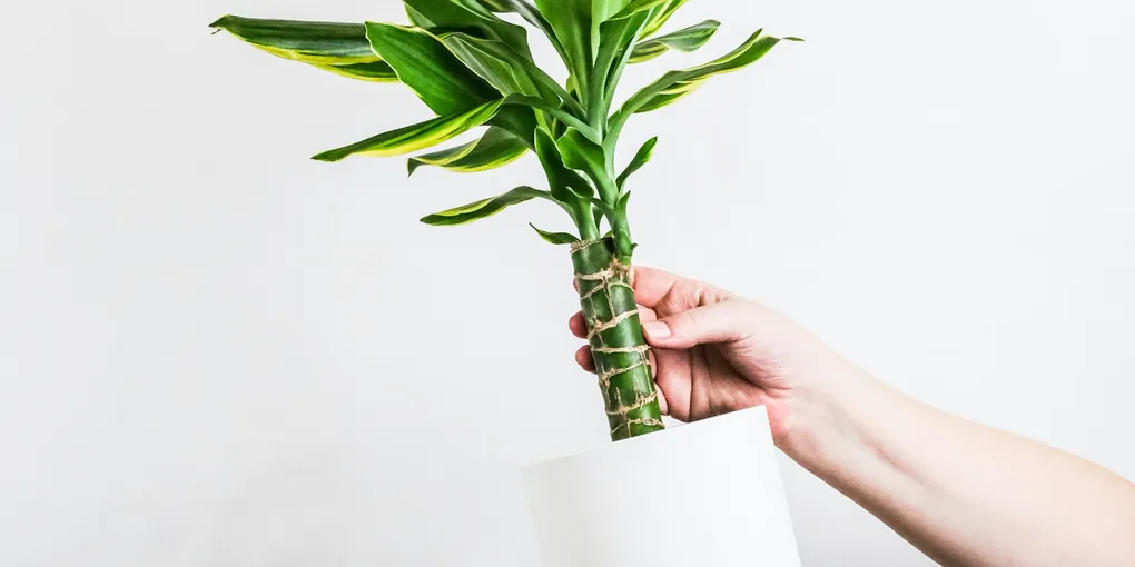 How to Care for a Corn Plant