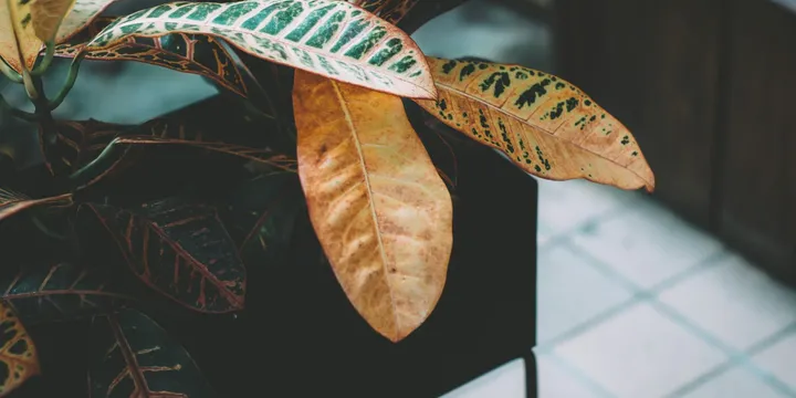 How to Care for a Croton