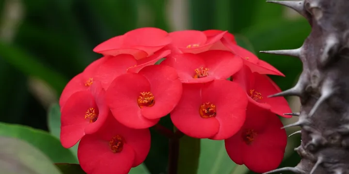 How to Care for a Crown of Thorns