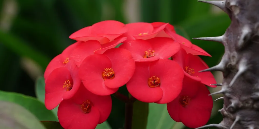 How to Care for a Crown of Thorns