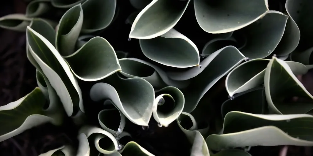 Why Are My Houseplant's Leaves Curling?