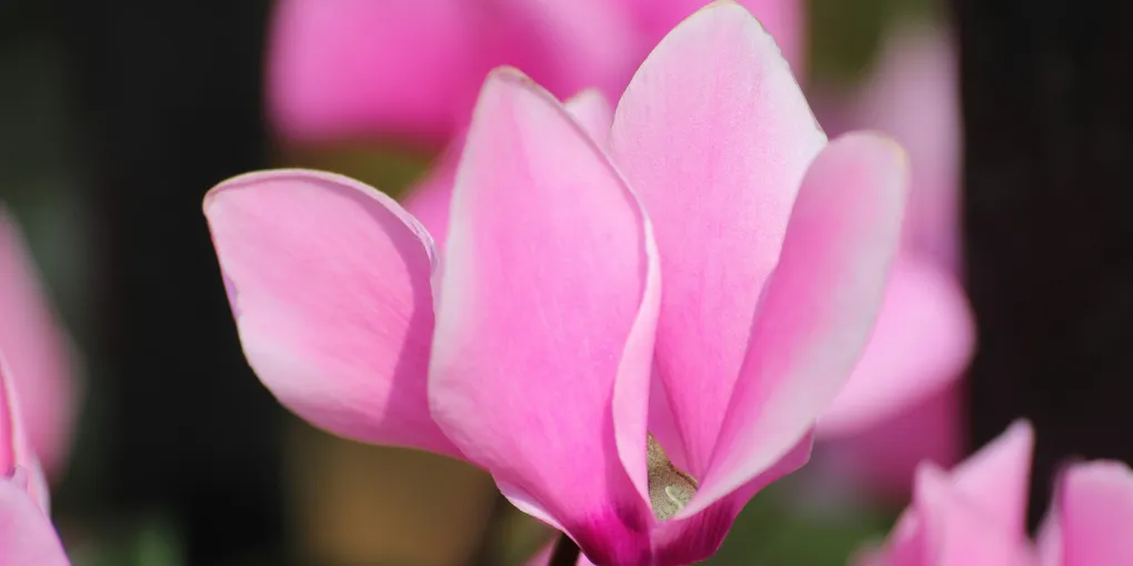 How to Care for a Cyclamen