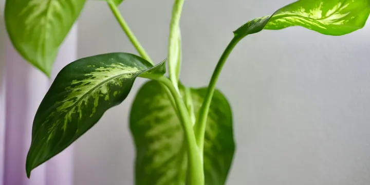How to Care for a Dieffenbachia (Dumb Cane)