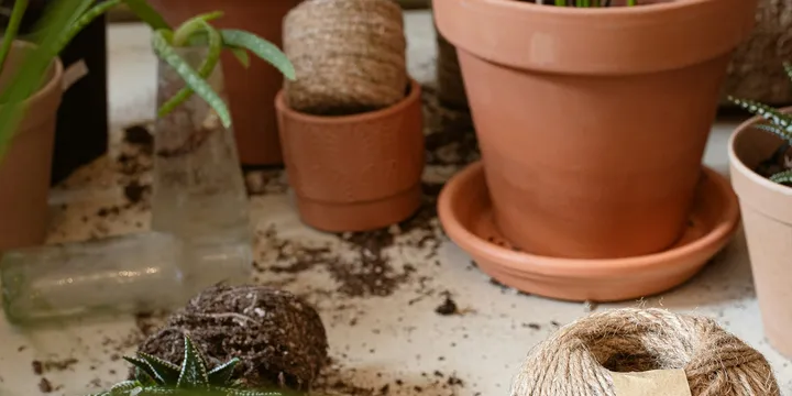 How to Divide a Houseplant