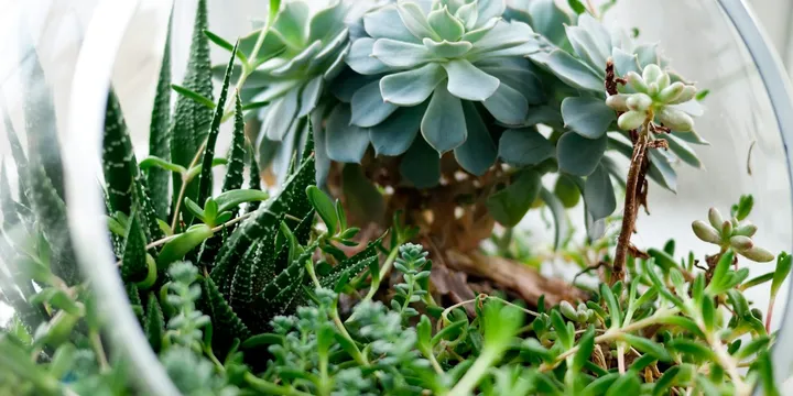 How to Build a Terrarium