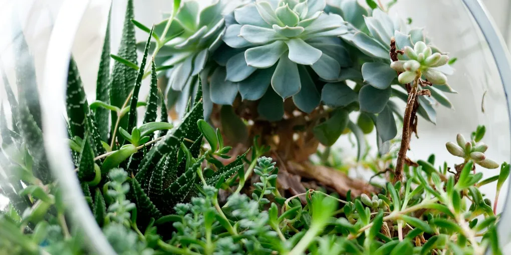 How to Build a Terrarium