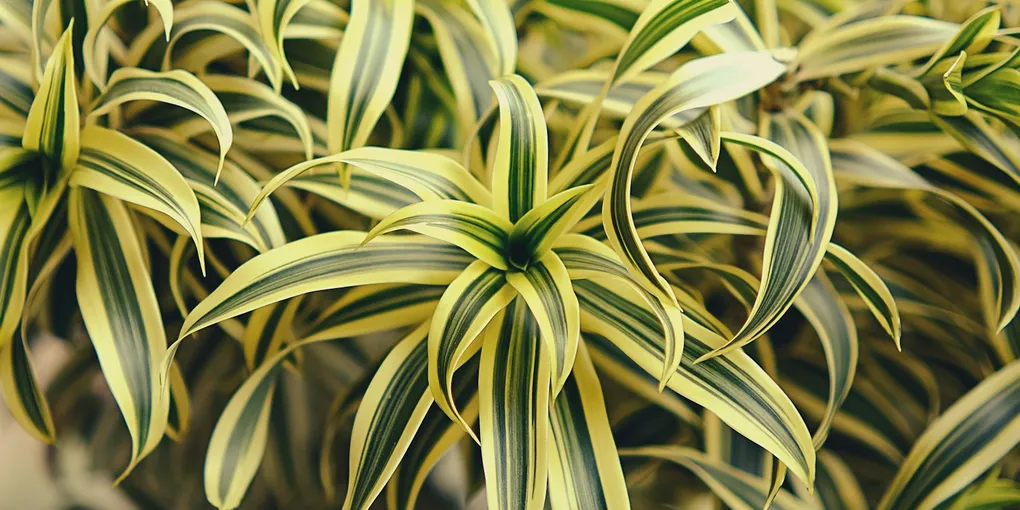 How to Care for a Dracaena