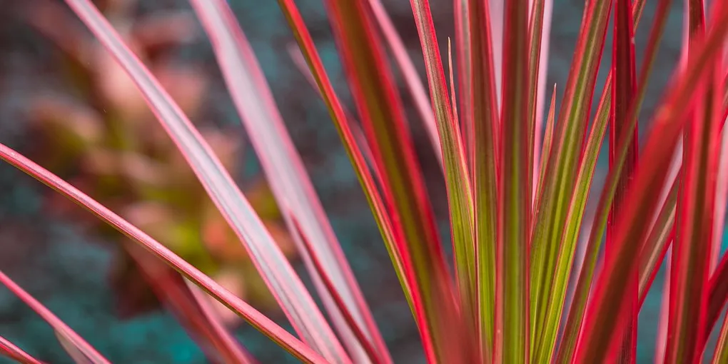 How to Care for a Dracaena Marginata