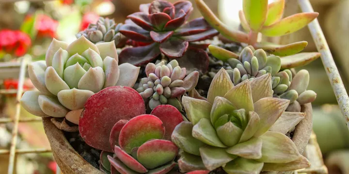How to Care for an Echeveria