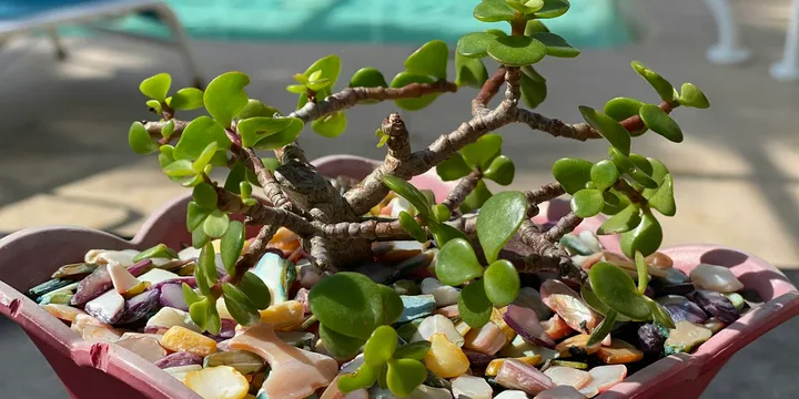 How to Care for an Elephant Bush