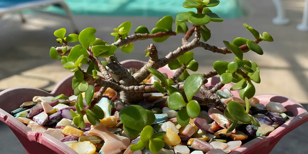 How to Care for an Elephant Bush