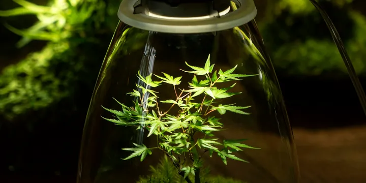 How to Set Up an Enclosed Plant Cabinet for Humidity-Loving Plants