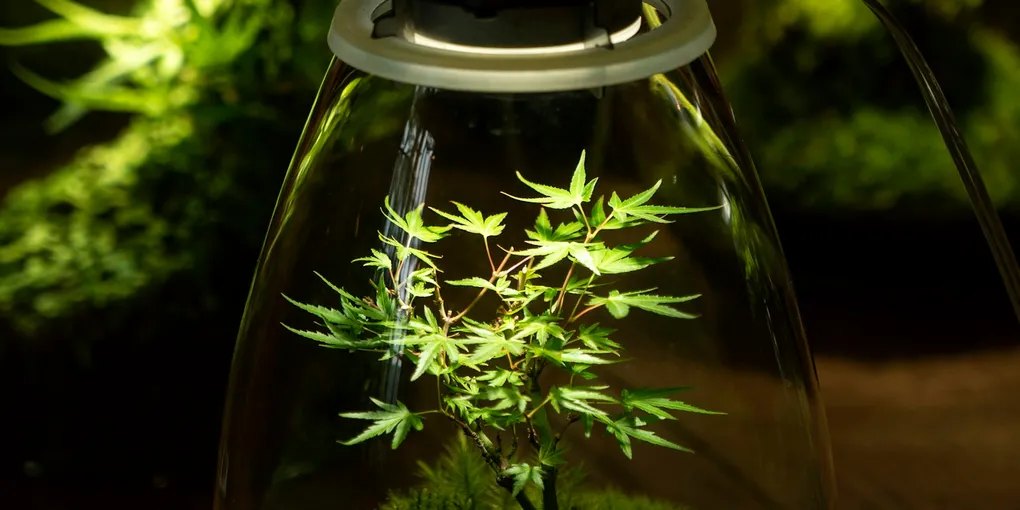 How to Set Up an Enclosed Plant Cabinet for Humidity-Loving Plants
