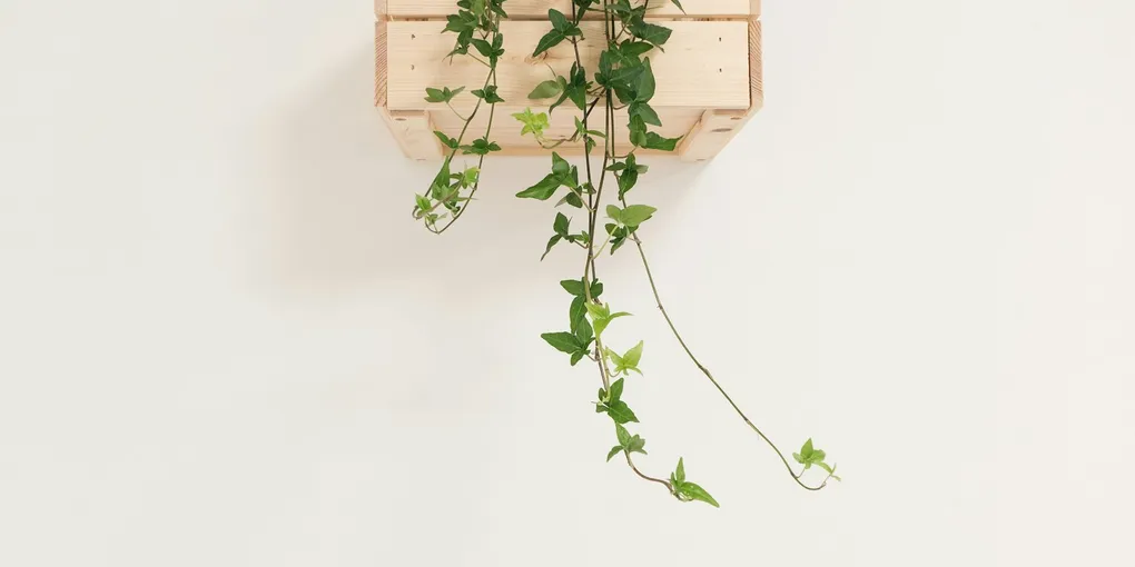 How to Care for an English Ivy