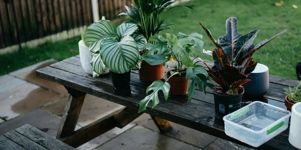 Does Epsom Salt Help Houseplants? What It Does and When to Use It