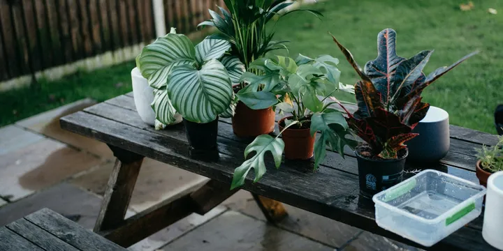 Does Epsom Salt Help Houseplants? What It Does and When to Use It