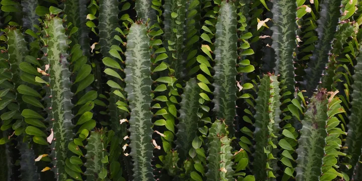 How to Care for a Euphorbia Trigona (African Milk Tree)
